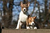 BASENJI 119